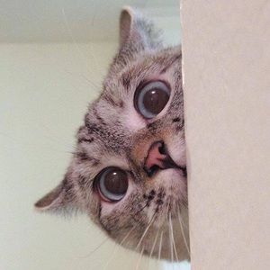 Meet your Posher, Danniela